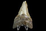 Fossil Megalodon Tooth - North Carolina #130026-2